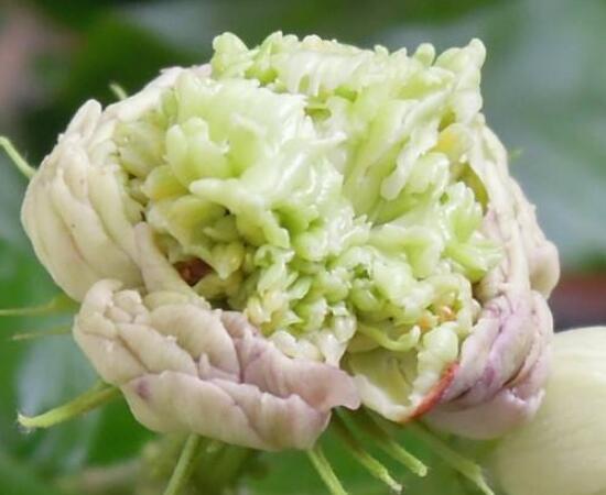 茉莉花的常见品种,欣赏最好看的六大品种