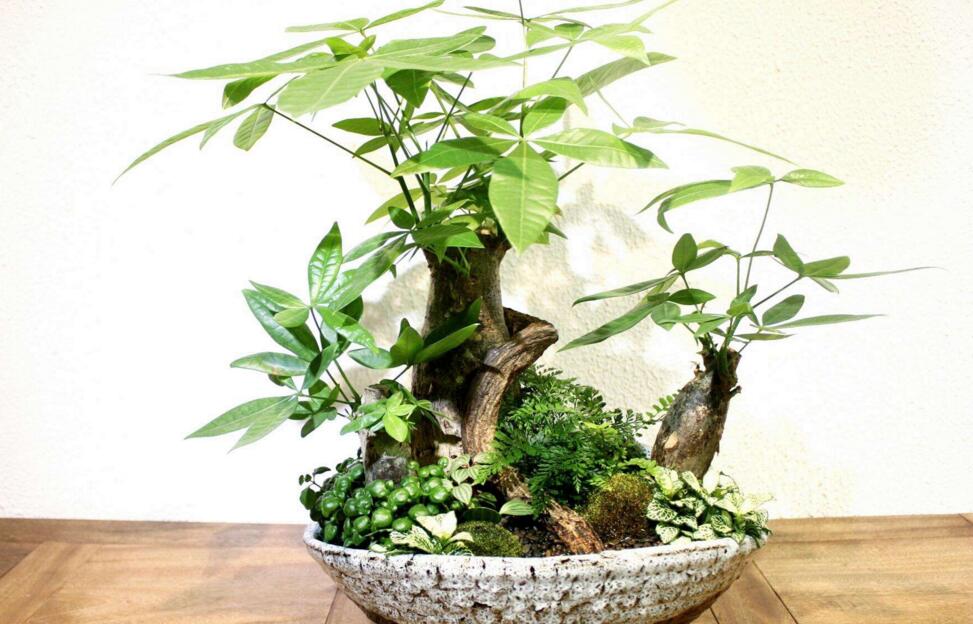 发财树好养吗,要从光照等4个方面入手