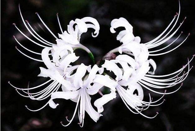 彼岸花花语,在生与死的彼岸盛开