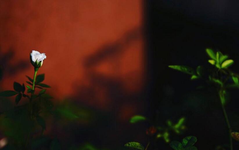 蔷薇花焉了怎么办,合理的浇水和光照很重要