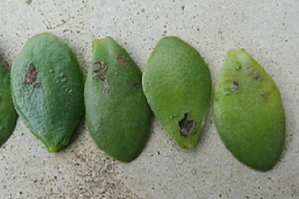 玉树的养殖方法和病虫害防治，详细介绍四步养护三种病害