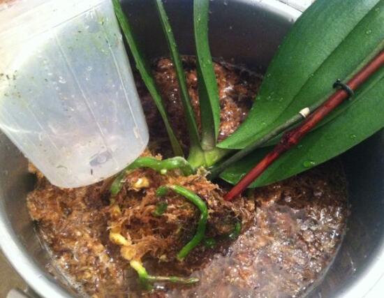 兰花怎么分盆栽种,择合适花盆、保持土壤干燥(分盆栽种前后)