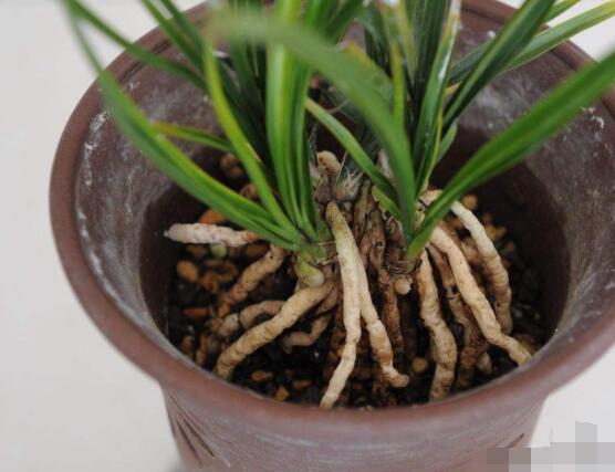 兰花怎么分盆栽种,择合适花盆、保持土壤干燥(分盆栽种前后)