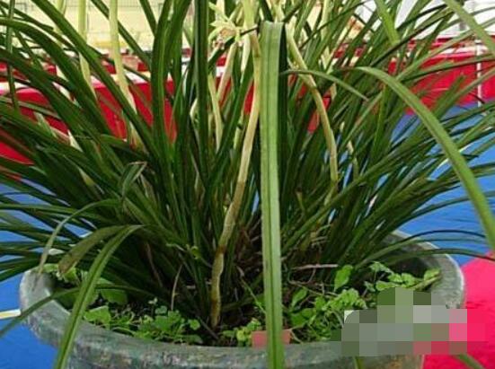 兰花怎么分盆栽种,择合适花盆、保持土壤干燥(分盆栽种前后)