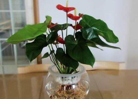 水培红掌不开花怎么办,注意好四点就会水培开花到爆