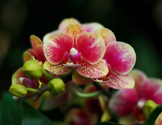 蝴蝶兰的家庭养护要点，做好这七点生长的秀丽多姿
