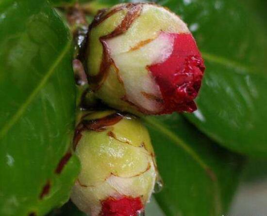 茶花的疏蕾技巧,剪花蕾二分之一为标准(花蕾如黄豆大小)