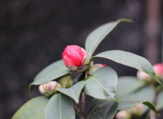 茶花的疏蕾技巧,剪花蕾二分之一为标准(花蕾如黄豆大小)