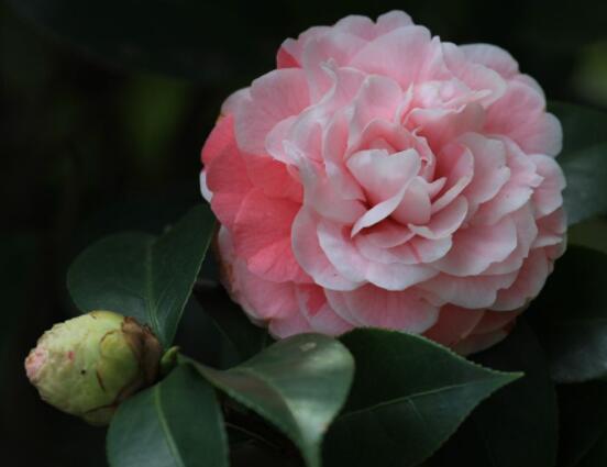 茶花的疏蕾技巧,剪花蕾二分之一为标准(花蕾如黄豆大小)