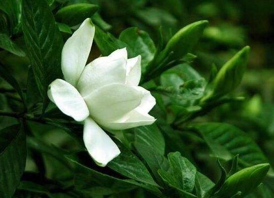 怎么养好栀子花,教你六种最好养的基本技巧