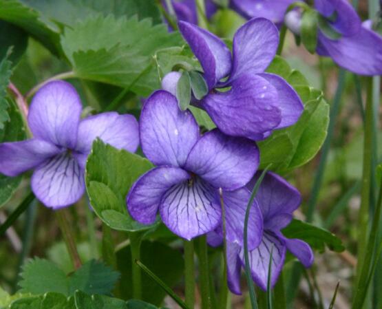 紫罗兰扦插方法图解，老农教你最简单两种扦插方法(叶插与茎插)