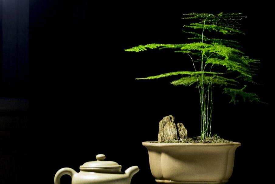 文竹长得慢怎么办, 四种问题在作怪