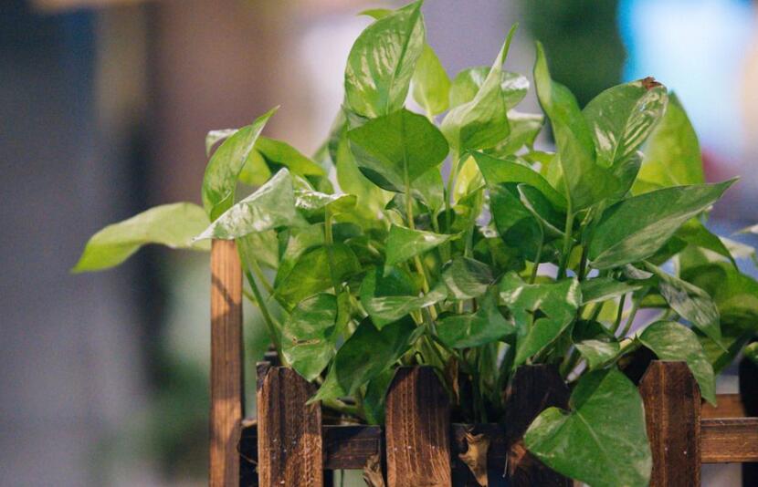 室内养殖绿萝的作用及好处，装饰环境又净化空气