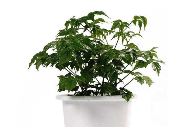 幸福树的养护,栽种土壤和水份的施加都要注意