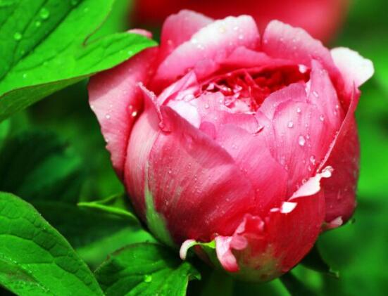 牡丹花花语大全,淡淡的爱、无私的付出(不同颜色不同花语)