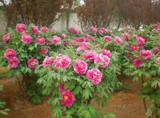 牡丹花花语大全,淡淡的爱、无私的付出(不同颜色不同花语)