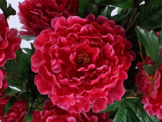 牡丹花花语大全,淡淡的爱、无私的付出(不同颜色不同花语)