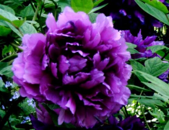 牡丹花花语大全,淡淡的爱、无私的付出(不同颜色不同花语)