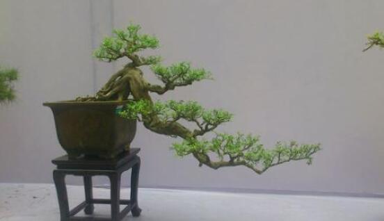 九里香盆景的养殖方法,做好七个基本养殖要点满盆花香