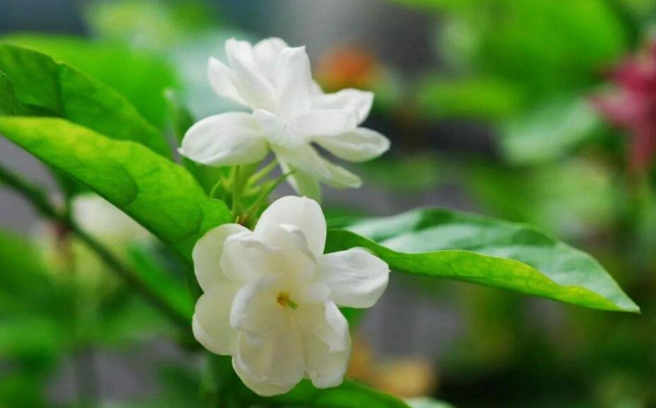 茉莉的花语,地区和数量不同代表的寓意也不同