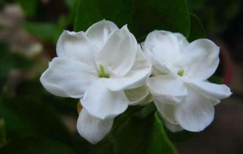 茉莉的花语,地区和数量不同代表的寓意也不同