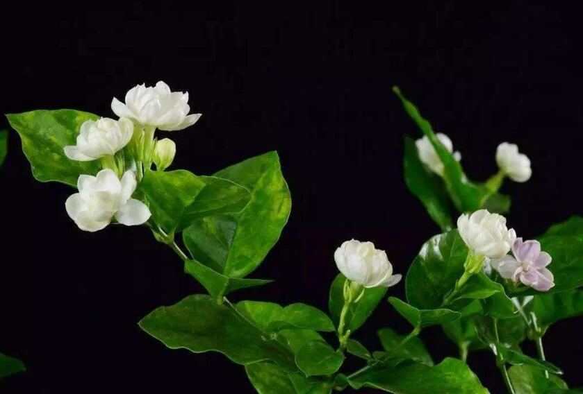 茉莉的花语,地区和数量不同代表的寓意也不同