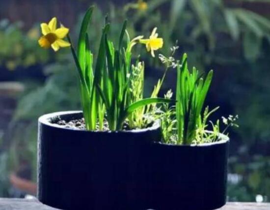 水仙花三大培植方法,介绍三种种植方法(土培/水培/沙培)