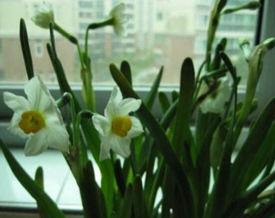 水仙花三大培植方法,介绍三种种植方法(土培/水培/沙培)