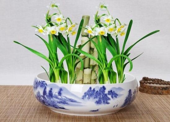 水仙花三大培植方法,介绍三种种植方法(土培/水培/沙培)