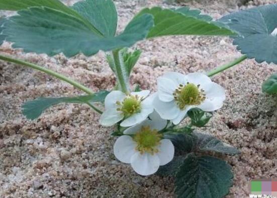 水仙花三大培植方法,介绍三种种植方法(土培/水培/沙培)