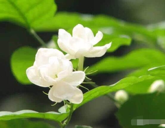 茉莉花的养殖方法和注意事项，老农总结最实用八大养殖方法