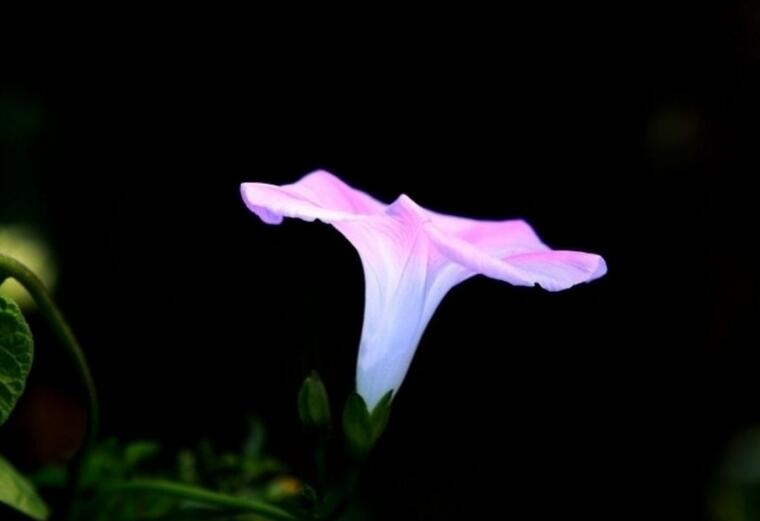 牵牛花品种,五种比较稀有的品种