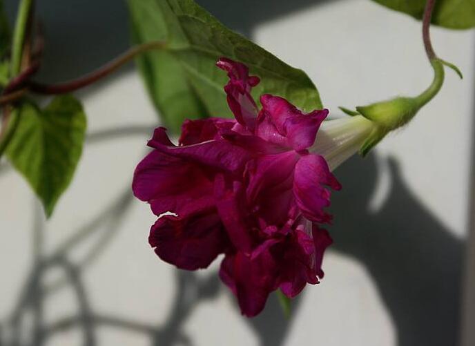 牵牛花品种,五种比较稀有的品种