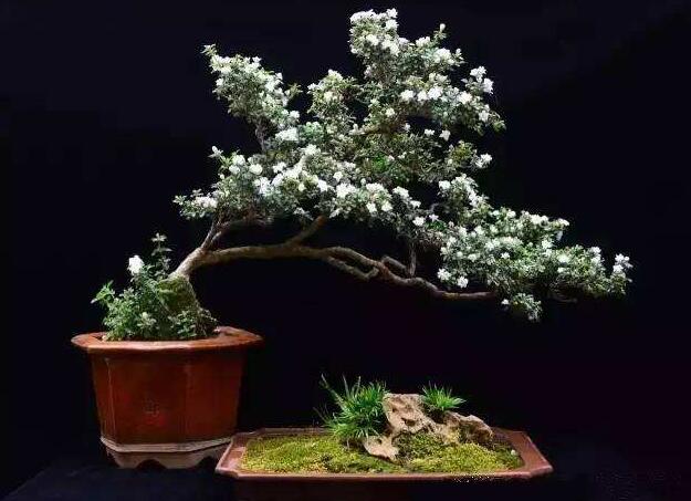 六月雪树叶发黑怎么办,找清原因及时救治(三种原因及解决方法)