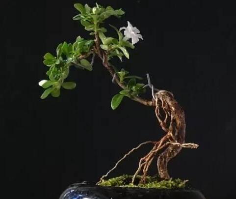 六月雪树叶发黑怎么办,找清原因及时救治(三种原因及解决方法)