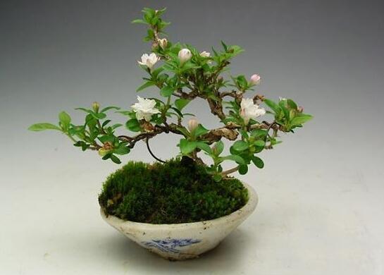 六月雪树叶发黑怎么办,找清原因及时救治(三种原因及解决方法)