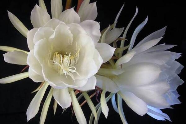 昙花的花语和传说,昙花一现只为韦陀