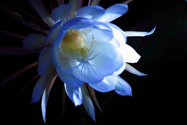 昙花的花语和传说,昙花一现只为韦陀