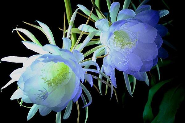 昙花的花语和传说,昙花一现只为韦陀