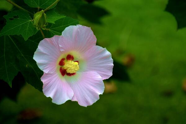 芙蓉花的养殖方法，从四个方面来做好养护