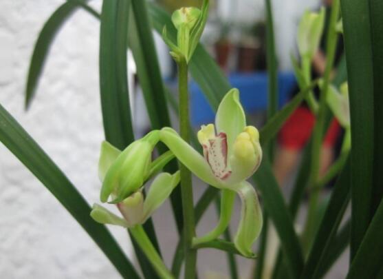 兰花花语是什么,代表着一种美好、高洁、贤德