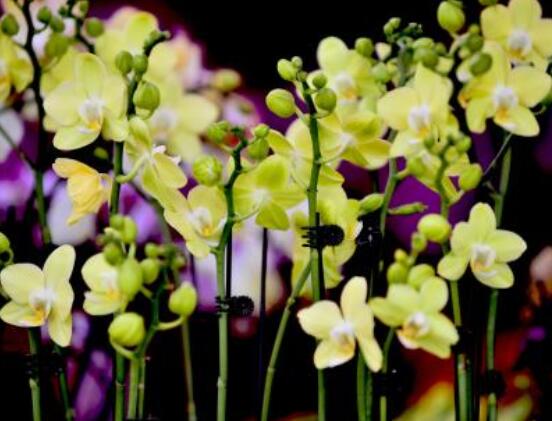 兰花花语是什么,代表着一种美好、高洁、贤德