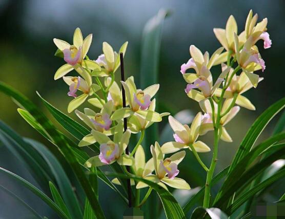 兰花花语是什么,代表着一种美好、高洁、贤德