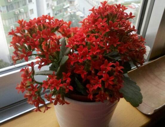 长寿花夏季管理,注意温度与光照/少浇水不施肥勤修剪