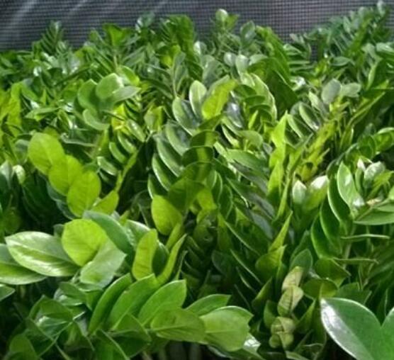 金钱树几月份是生长期,春秋季节/四点生长期养护方法