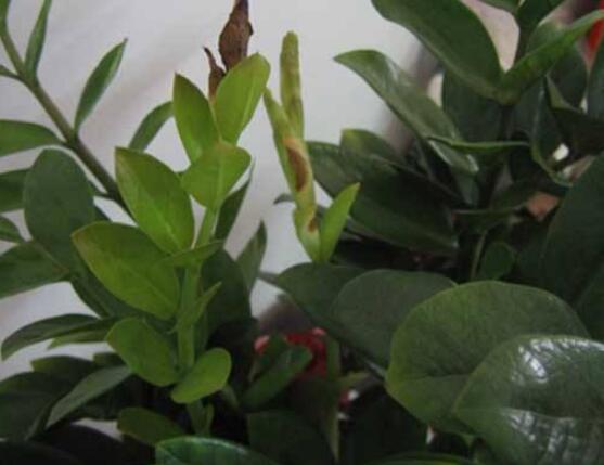 金钱树几月份是生长期,春秋季节/四点生长期养护方法