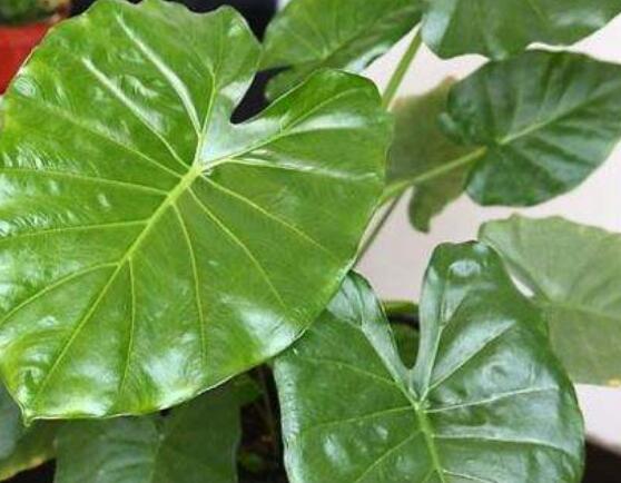 滴水观音开花后怎么办,及时修剪/注意温度光照忌积水