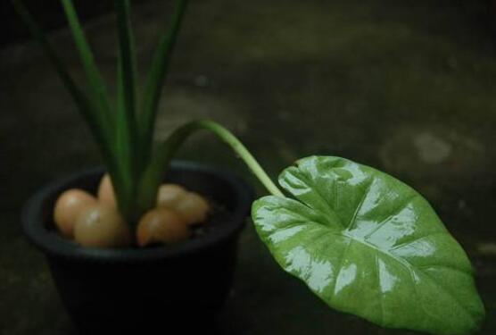 滴水观音开花后怎么办,及时修剪/注意温度光照忌积水