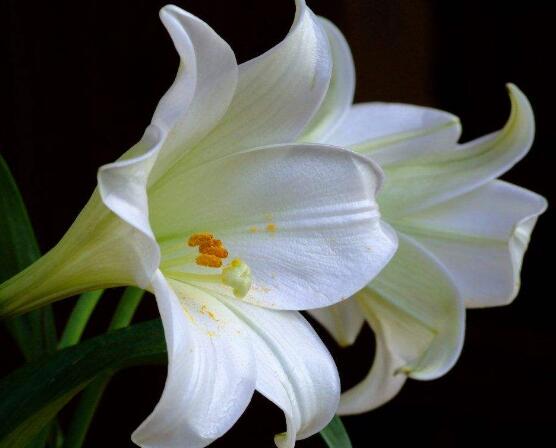 百合花花语,代表着纯洁、热烈的爱、永远的幸福
