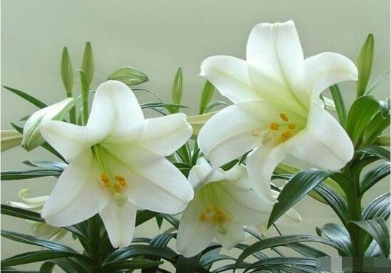 百合花花语，代表着纯洁、热烈的爱、永远的幸福